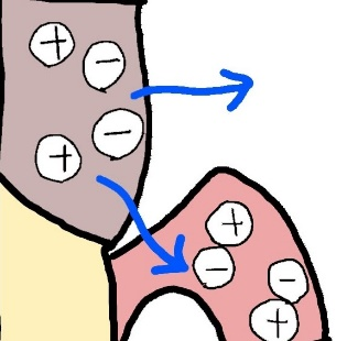 口腔内へ溶け出す